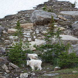 Mountian Goats by Matt Halvorson