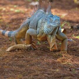 Mr. Man by Rebecca Herranen