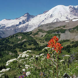 Mt. Rainier with Paintbrush Wildflower by Nancy Gleason