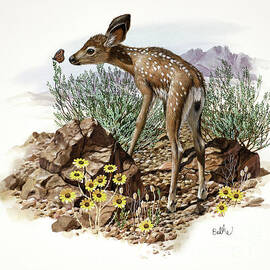 Mule Deer by Don Balke
