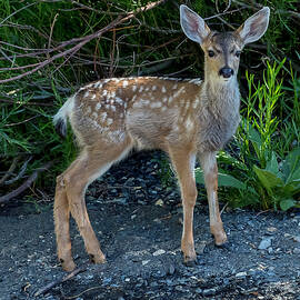 Mule Deer Fawn Portrait by Kelley King