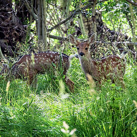 Mule Deer Fawns by Kelley King