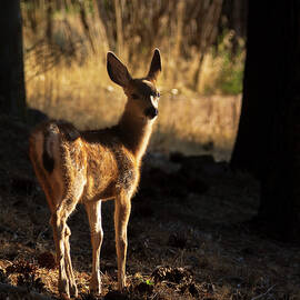 Muley Fawn in Dappled Light - Lassen County California by Mike Lee