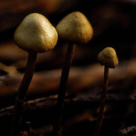 Mushrooms in the Dark by Jean Noren
