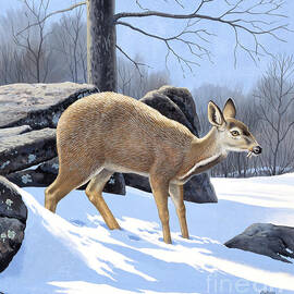 Musk Deer by Chuck Ripper