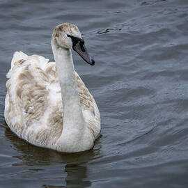 Mute Swan in Galway Bay, Ireland #1 by Nancy Gleason