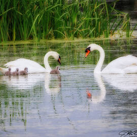 Mute Swans and Cygnets by Joe Fisher