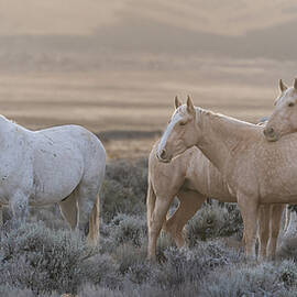 Muted Sunrise by Paul Martin