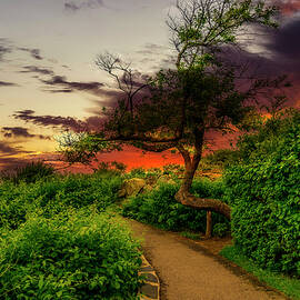 My Favorite Tree by Penny Polakoff