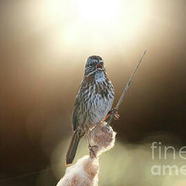 My Song by Thomas Nay