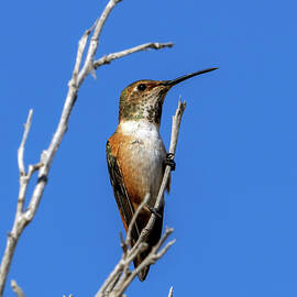 My Yard. Nobody Make a Move.  by Joe Schofield