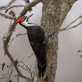 Mystic Dream by James Overesch