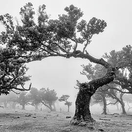 Mystical Trees #1 by Shirley Mitchell