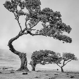 Mystical Trees #6 by Shirley Mitchell