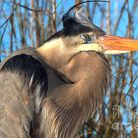 Napping By The Florid Beach Grass by Adam Jewell
