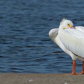 Napping On The Beach by Rebecca Herranen