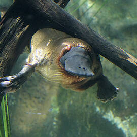 Napping Platypus by Richard Reeve