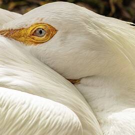 Naptime by Dodie Ross