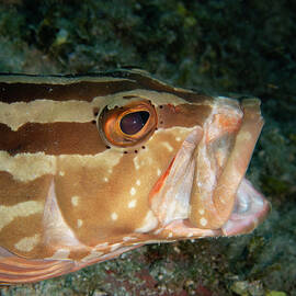 Nassau Grouper by Brian Weber
