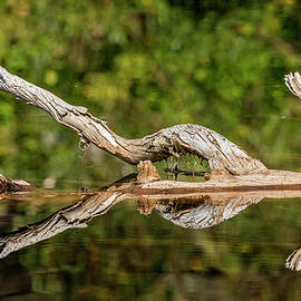 Nature Abstract by Kelley King