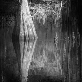 Nature Abstracted 121B by Sally Fuller