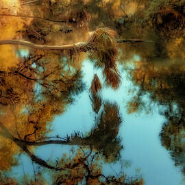 Nature Abstracted 144D by Sally Fuller