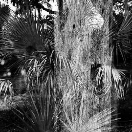 Nature Abstracted 1B by Sally Fuller