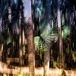 Nature Abstracted 8A by Sally Fuller