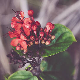 Nature Pic 1 by Gian Smith