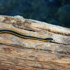 Nature's Racing Stripes by Mike Lee