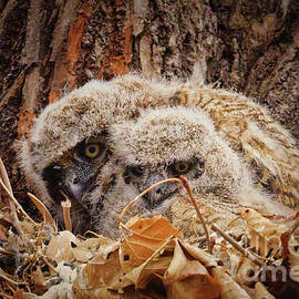 Nestled Great Horned Owl Chicks  by Natural Focal Point Photography