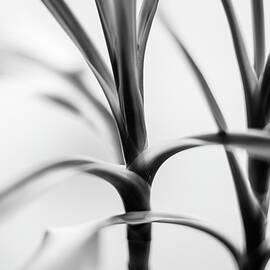 New Growth by Chad Thunberg