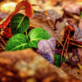 New Growth by Jeff Sinon