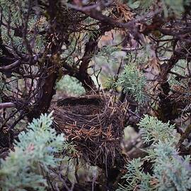 New Nest by Alden White Ballard