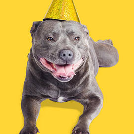 New year dog with party hat by Jorgo Photography