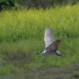 Night Heron in Flight by Joe Fisher