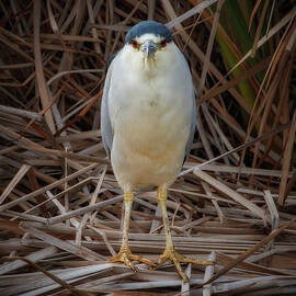 Night Heron by Joe Fisher