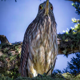 Night Heron Juvenile Perching on Tree Branch by Joe Fisher