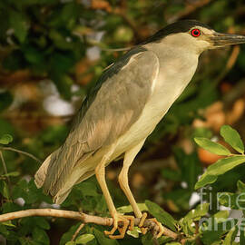 Night Heron Perched on a Branch by Natural Focal Point Photography