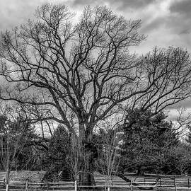 NJ Champion The Brearley Oak by Louis Dallara