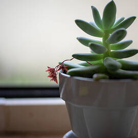 No Place Like Home Succulent Plant by Laura Fasulo