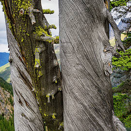 North Cascades Trees by Tommy Farnsworth