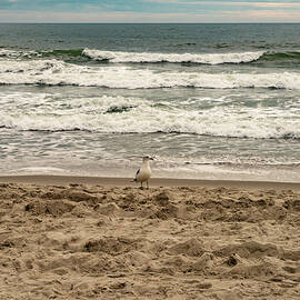 North Myrtle Beach SC 001 by Flees Photos