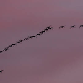 Northbound at Dusk - Snow Geese over Lassen County California by Mike Lee