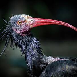 Northern Bald Ibis by Deb Beausoleil