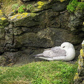 Northern Fulmar on Cliff Wall Perch in Ireland by Nancy Gleason