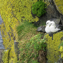 Northern Fulmar Pair on Cliff Wall Perch in Ireland by Nancy Gleason