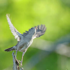 Northern House Wren Takeoff  by Natural Focal Point Photography