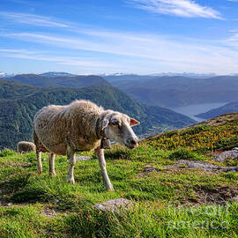 Norwegian Sheep by Olivier Le Queinec