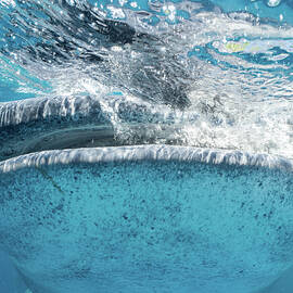 Nose to nose with a whale shark by Brian Weber